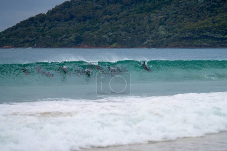 Photo for Dolphin surfing waves on a beach in australia - Royalty Free Image