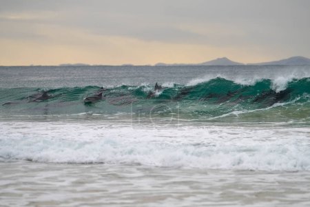 Photo for Dolphin surfing waves on a beach in australia - Royalty Free Image