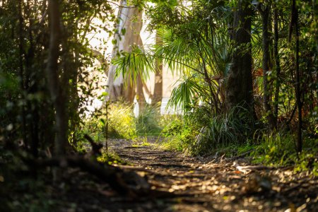 Téléchargez les photos : Sentier en forêt tropicale humide dans le Queensland australie - en image libre de droit