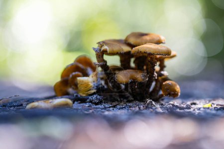 Photo for Beautiful mushrooms australia in the bush in spring - Royalty Free Image