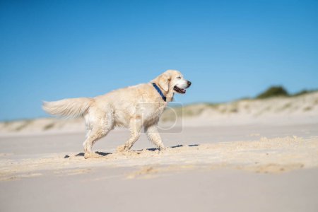 white Labrador Retriever dog on beach in summer