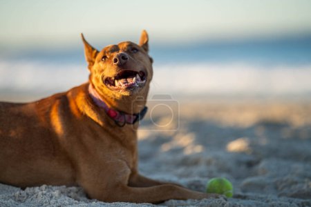 kelpie sur la plage, chien sur le sable dans un parc australien au crépuscule