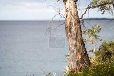 Téléchargez les photos : Plantes indigènes côtières australiennes près de la plage au printemps - en image libre de droit