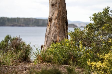 Téléchargez les photos : Plantes indigènes côtières australiennes près de la plage au printemps - en image libre de droit