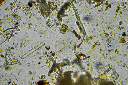 diatomeas y microorganismos acuáticos bajo el microscopio en Australia