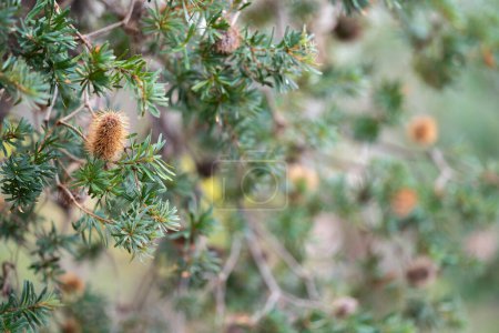Téléchargez les photos : Australien fleurs jaune banksia dans la brousse en australie - en image libre de droit