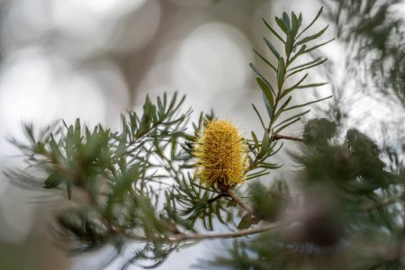 Téléchargez les photos : Australien fleurs jaune banksia dans la brousse en australie - en image libre de droit
