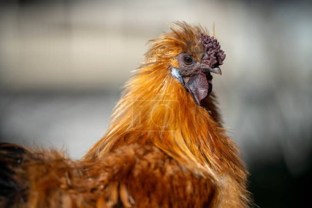 Foto de Pasto criado aves de corral en una granja agrícola regenerativa. Con gallinas y pichones en Australia - Imagen libre de derechos