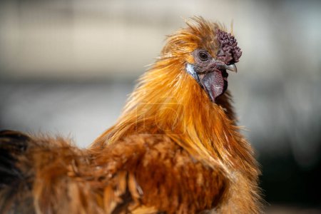 Foto de Pasto criado aves de corral en una granja agrícola regenerativa. Con gallinas y pichones en Australia - Imagen libre de derechos