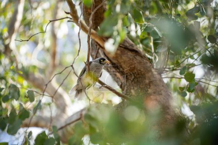 Photo for Native australian birds in a park in australia - Royalty Free Image