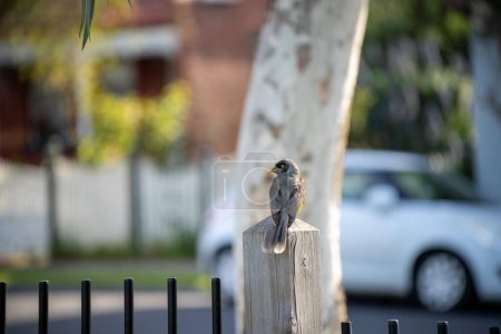 Photo for Native australian birds in a park in australia - Royalty Free Image