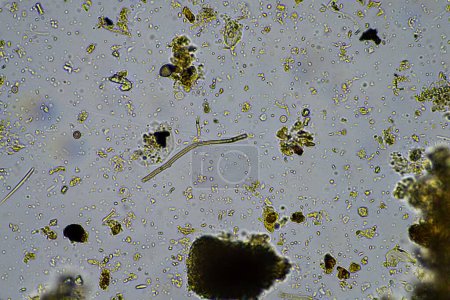 Foto de Agrónomo con una muestra de suelo con vida de suelo e insectos. microorganismos que almacenan carbono con hongos y bacterias - Imagen libre de derechos