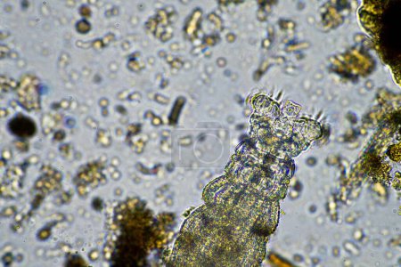 Téléchargez les photos : Micro-organismes et biologie du sol, avec nématodes et champignons au microscope. dans un échantillon de sol et de compost dans un laboratoire - en image libre de droit