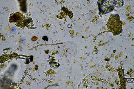Téléchargez les photos : Agronome avec un échantillon de sol avec la vie du sol et les insectes. micro-organismes stockant du carbone avec des champignons et des bactéries - en image libre de droit