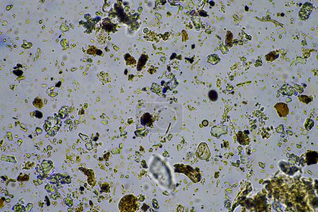Foto de Agrónomo con una muestra de suelo con vida de suelo e insectos. microorganismos que almacenan carbono con hongos y bacterias - Imagen libre de derechos