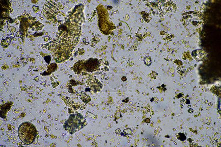Téléchargez les photos : Microorganismes et biologie dans le compost et échantillon de sol au microscope en Australie dans un laboratoire - en image libre de droit