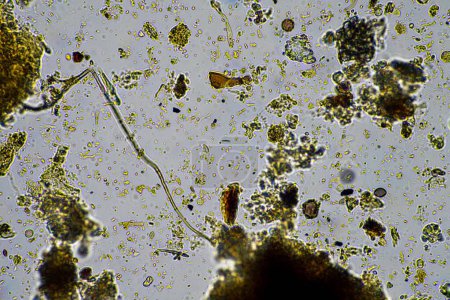 Téléchargez les photos : Microorganismes et biologie dans le compost et échantillon de sol au microscope en Australie dans un laboratoire - en image libre de droit