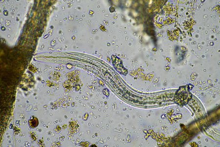 Foto de Microorganismos del suelo, incluidos nematodos, microartrópodos, microartrópodos, tardígrados y rotíferos: una muestra de suelo, hongos y bacterias del suelo en una granja de compost bajo el microscopio. - Imagen libre de derechos