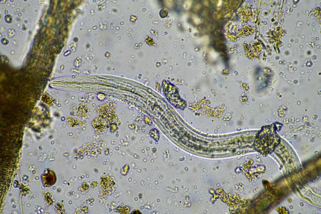 Téléchargez les photos : Micro-organismes et biologie du sol, avec nématodes et champignons - en image libre de droit