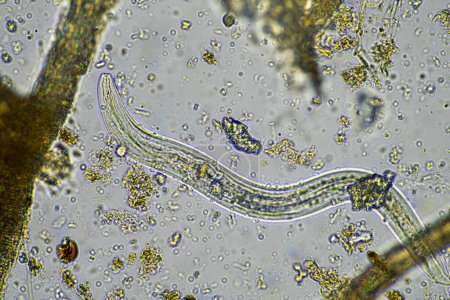 Téléchargez les photos : Micro-organismes et biologie du sol, avec nématodes et champignons - en image libre de droit