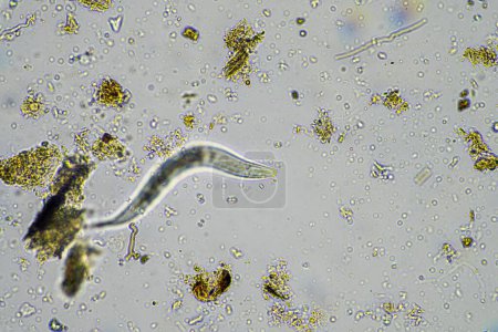 Téléchargez les photos : Micro-organismes et biologie du sol, avec nématodes et champignons au microscope. dans un sol et un compost - en image libre de droit
