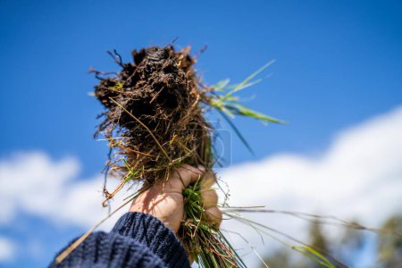 Téléchargez les photos : Agronomie des plantes et des sols par un agriculteur dans un champ d'une ferme - en image libre de droit