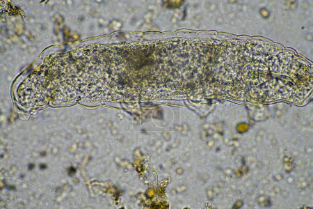 Mikroorganismen und eine Tardigrade in einer Bodenprobe auf einem Bauernhof 