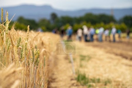 Gruppe von Bauern bei einem Erntespaziergang, bei dem sie von einem Agraragronomen für Weizen- und Gerstenversuche in Australien etwas über Pflanzengesundheit und Agronomie lernen