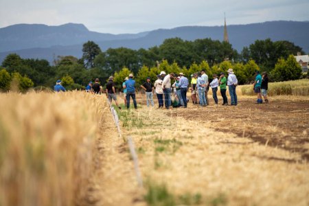 Photo for Group of agro business farmers in a field learning about wheat and barley - Royalty Free Image