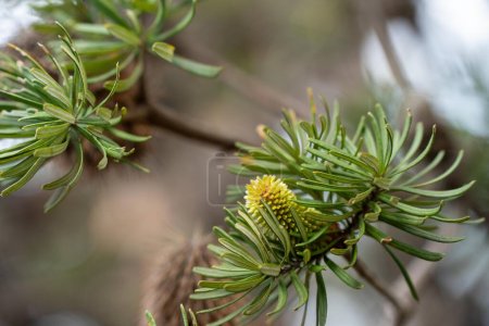 Photo for Bright native yellow banksia flower in spring in a national park in australia - Royalty Free Image