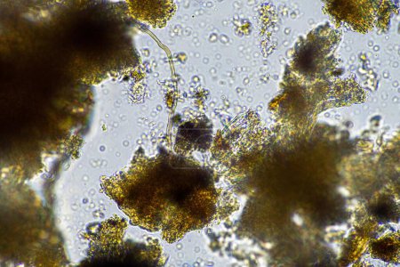 Téléchargez les photos : Micro-organisme du sol au microscope recyclage des nutriments dans un compost sur une ferme agricole régénérative en Australie, montrant amibe, champignons, champignons, microbes et nématodes au printemps - en image libre de droit