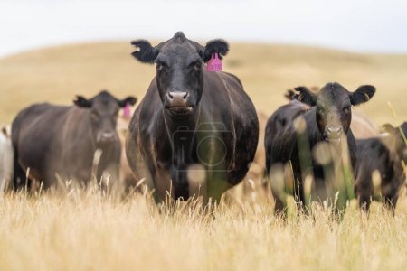 Stud Beef bulls and cows grazing on grass in a field, in Australia. eating hay and silage. breeds include murray grey, angus, brangus and wagyu.