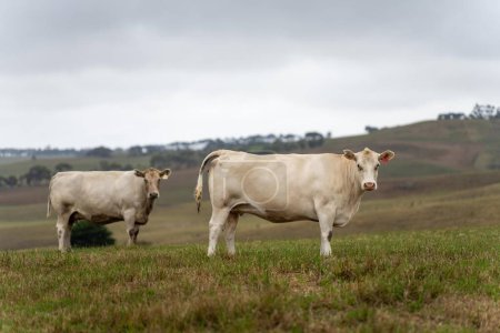 Foto de Vacas en el campo, pastoreo en la hierba y pastos en Australia, en un rancho agrícola. Ganado comiendo heno y ensilado. razas incluyen parque de motas, gris Murray, angus, Brangus, hereford, wagyu, vacas. - Imagen libre de derechos