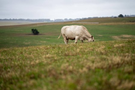 Foto de Vacas en el campo, pastoreo en la hierba y pastos en Australia, en un rancho agrícola. Ganado comiendo heno y ensilado. razas incluyen parque de motas, gris Murray, angus, Brangus, hereford, wagyu, vacas. - Imagen libre de derechos