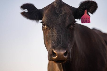 vaches dans les champs, pâturage sur herbe et pâturage en Australie, dans un ranch agricole. Bovins mangeant du foin et de l'ensilage. races comprennent parc moucheté, Murray gris, angus, Brangus, hereford, wagyu, vaches laitières.