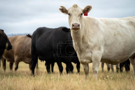 Foto de Vacas en el campo, pastoreo en la hierba y pastos en Australia, en un rancho agrícola. Ganado comiendo heno y ensilado. razas incluyen parque moteado, gris Murray, angus, Brangus, hereford, wagyu, vacas lecheras. - Imagen libre de derechos