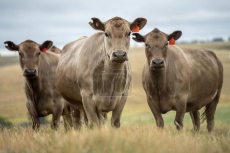 Stud Taureaux et vaches de boucherie broutant sur l'herbe dans un champ, en Australie. races comprennent le parc de mouchetures, murray gris, angus, brangus et wagyu 