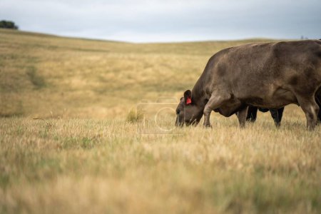 Foto de Vacas en el campo, pastoreo en la hierba y pastos en Australia, en un rancho agrícola. Ganado comiendo heno y ensilado. razas incluyen parque moteado, gris Murray, angus, Brangus, hereford, wagyu, vacas lecheras. - Imagen libre de derechos