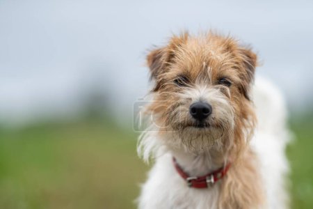 Téléchargez les photos : Jack Russell Portrait de chien sur une ferme dans un champ d'herbe verte - en image libre de droit