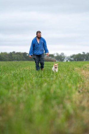 Téléchargez les photos : Jack Russell Portrait de chien sur une ferme dans un champ d'herbe verte - en image libre de droit