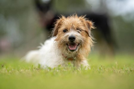 Téléchargez les photos : Jack russell Portrait de chien sur une ferme dans un champ - en image libre de droit