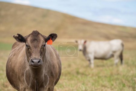 Téléchargez les photos : Troupeau de bovins en Australie - en image libre de droit