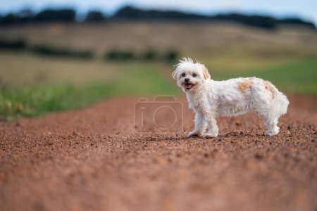 Photo for White dog on a farm standing - Royalty Free Image