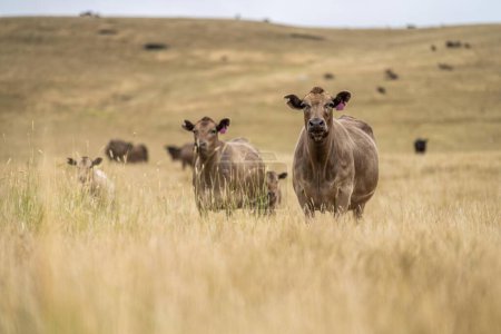 Téléchargez les photos : Troupeau de bovins en Australie - en image libre de droit