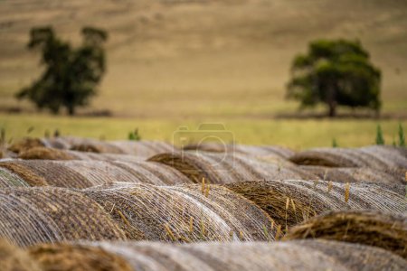 Photo for Silage and hay fodder in a storage yard on a farm and ranch. animal feed to be fed - Royalty Free Image