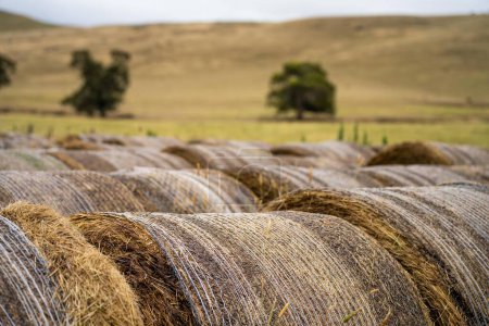 Photo for Sustainable agriculture Baling hay and silage rolls and bales on a farm, in australia - Royalty Free Image