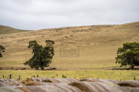 Photo for Sustainable agriculture Baling hay and silage rolls and bales on a farm, in australia - Royalty Free Image