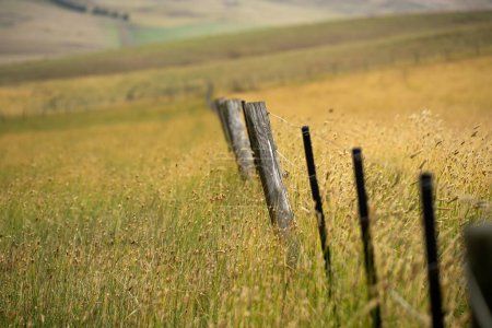 Foto de Cerca de alambre eléctrico en un poste de madera del poste de la cerca en una granja en Australia - Imagen libre de derechos