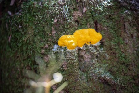 moisissure jaune sur un arbre dans la brousse en tasmanie australie