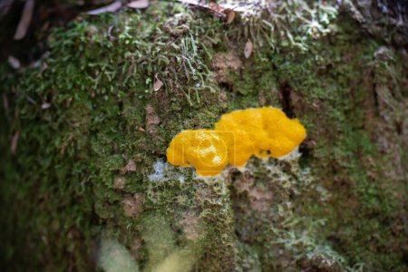 moho de limo amarillo en un árbol en el arbusto en tasmania australia